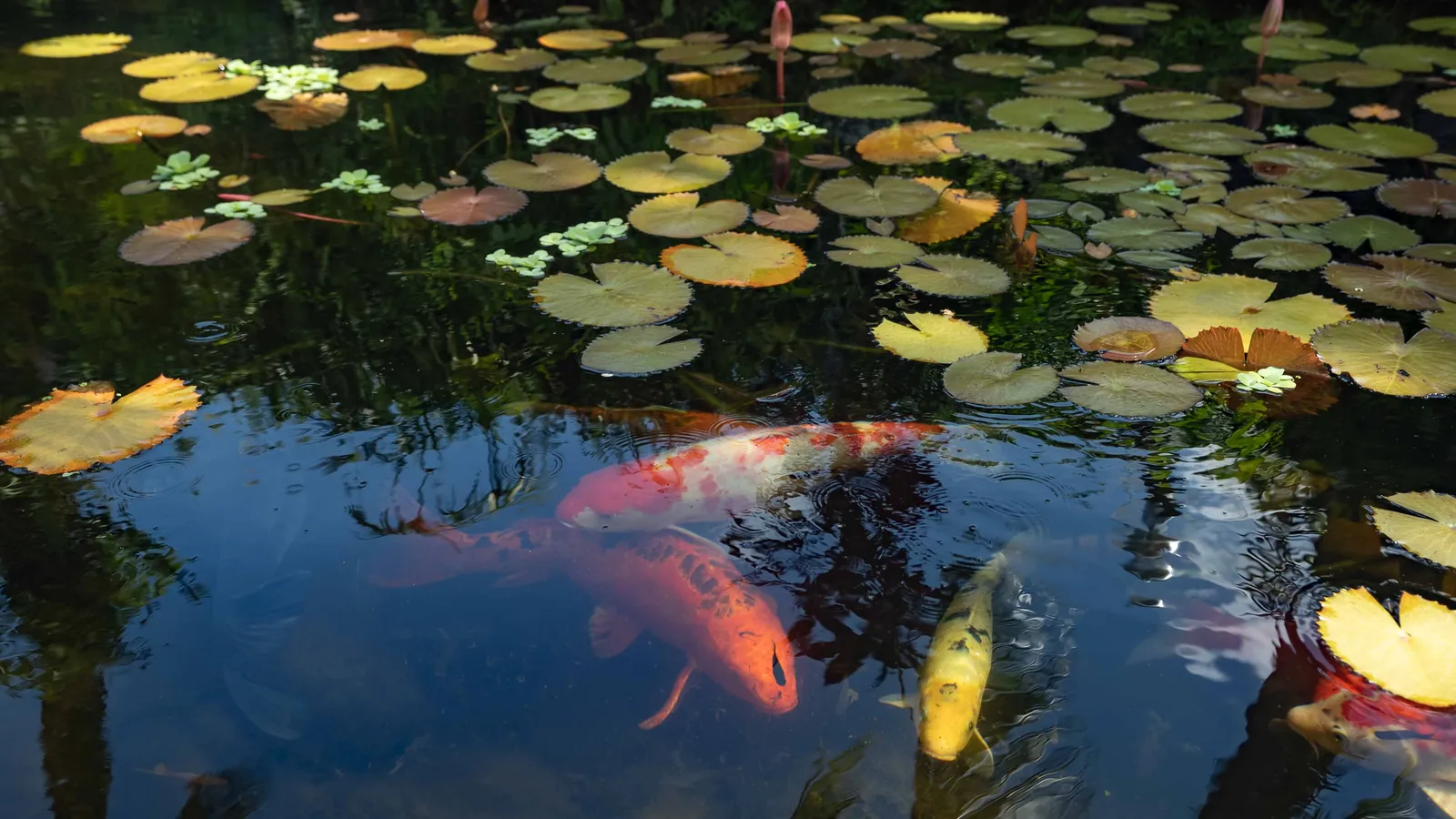 Les carpes koï orange et jaune sous les nénuphars du bassin